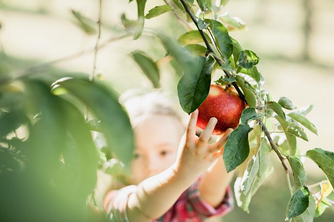 jabolko, vrt, sadje | Foto Shutterstock