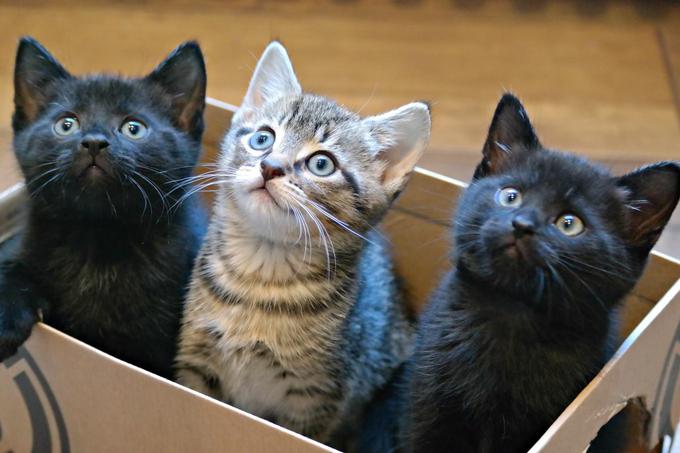 Zapuščene mačke so izpostavljene številnim zunanjim dejavnikom. | Foto: Thinkstock