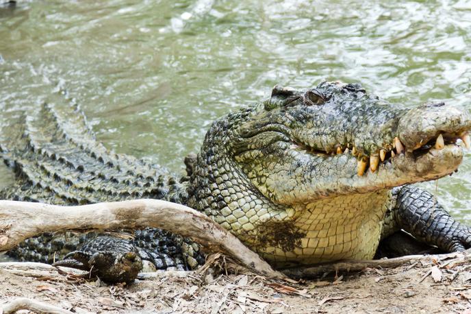 Avstralski krokodil | Kaznjenec, ki je bežal pred policijo, je v podrastju, polnem krokodilov, brez vode in hrane preživel štiri dni. | Foto Getty Images