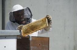 Huda gniloba čebelje zalege