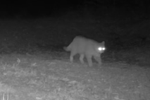 Kočevsko, divje živalice