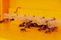 Pri pomoru čebel na območju Ljutomera sumijo na zastrupitev