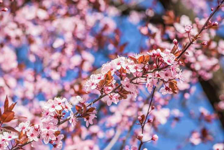 Čebelam prijazni cvetovi okrasne rdečelistne slive | Foto: Shutterstock