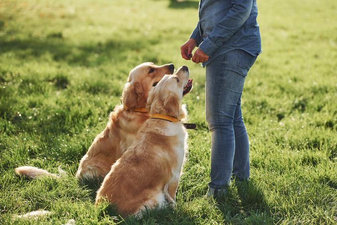 Vsak trenutek s kužki je lahko odlična priložnost za učenje in trening poslušnosti. | Foto: Shutterstock