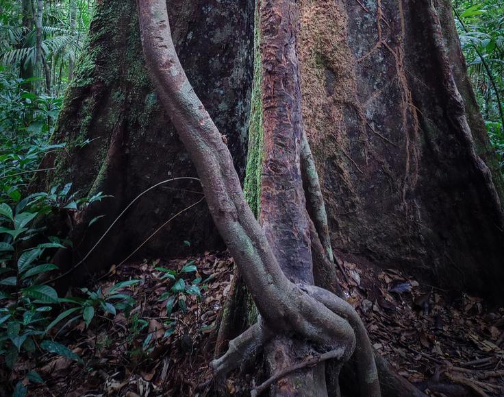 Oblika korenin drevesa omogoča osnovo za bivak, služi pa tudi kot zaščita pred jaguarjem. | Foto: K. M.