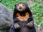 Malezijski sončni medved