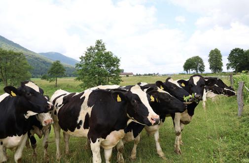 Za blagovno znamko Anton se skriva slovenska agroživilska veriga, združena v Skupino Farme Ihan, kmalu Skupino Anton
