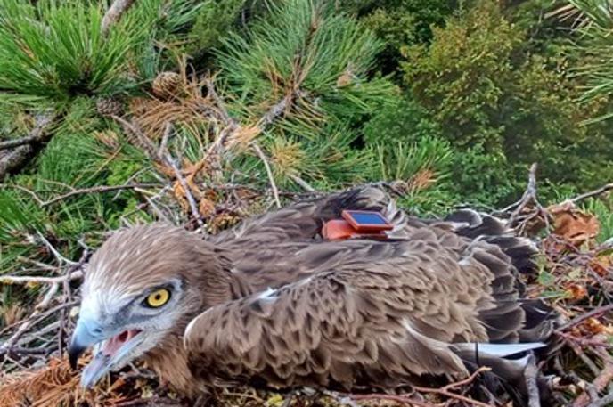mladi kačar Burjo |  Električni udari na srednjenapetostnih daljnovodih ostajajo eden najpomembnejših vzrokov smrtnosti velikih ujed na selitvenih koridorjih. | Foto Tomaž Mihelič/DOPPS