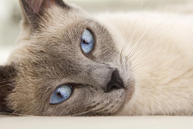Oči so modre in v obliki mandljev ter dodajajo k privlačnosti pasme. | Foto: Shutterstock