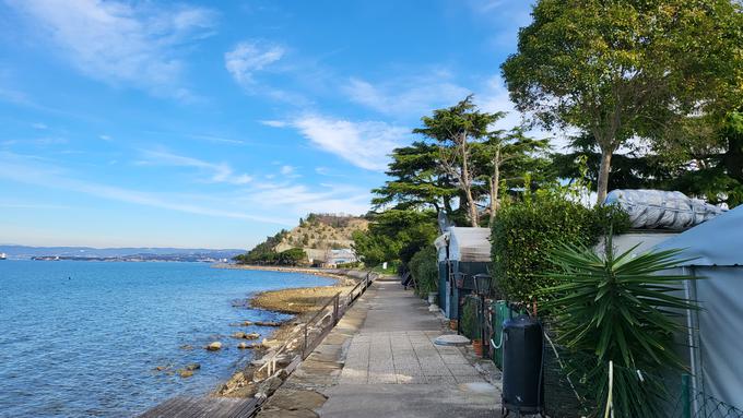 Bor lahko sprošča večje količine cvetnega prahu. | Foto: ZAPS