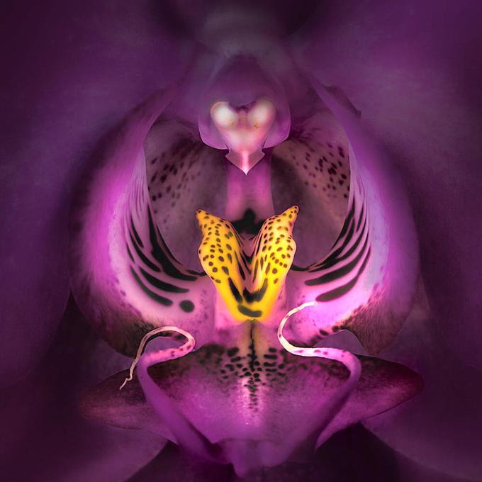 Orhideje | Foto: 