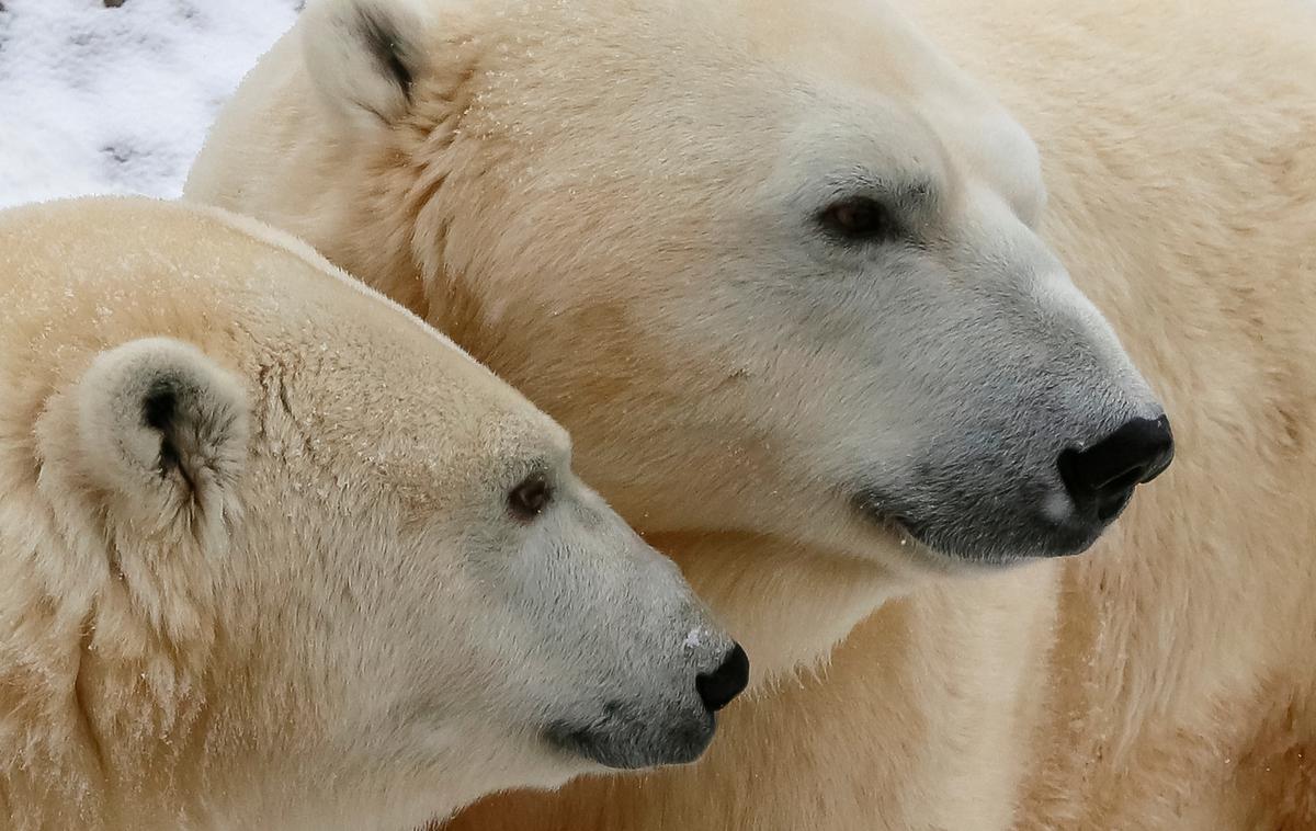 polarni medvedi | Foto Reuters