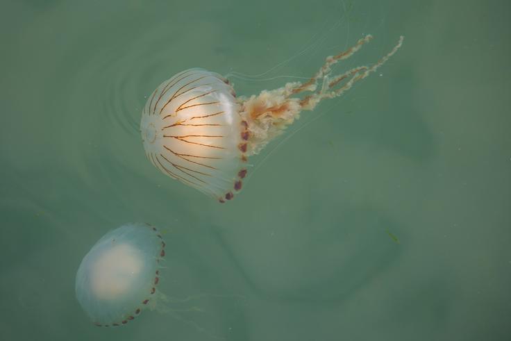 Kompasne meduze veljajo za zelo običajne prebivalce Mediterana.  | Foto: Shutterstock