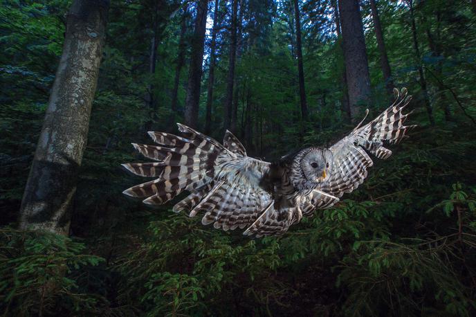 Bojevita kraljica noči | Matej Vranič je mojster fotografije in kamere, ker mu uspe ujeti tako spektakularne prizore, kot je ta veličastni let sove kozače. | Foto Fivia