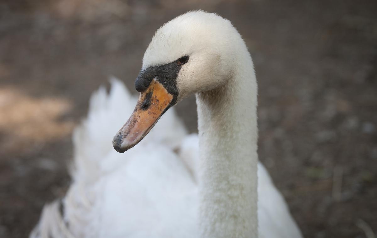 labod ptica | Ptica ni bila poškodovana. Fotografija je simbolična.  | Foto Bojan Puhek