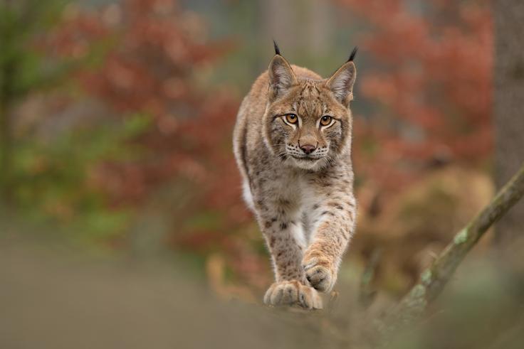 Odpremnik Slovenskih državnih gozdov je v gozdu naletel na nenavaden prizor – na kar tri neustrašne rise. (Fotografija je simbolična.) | Foto: Shutterstock