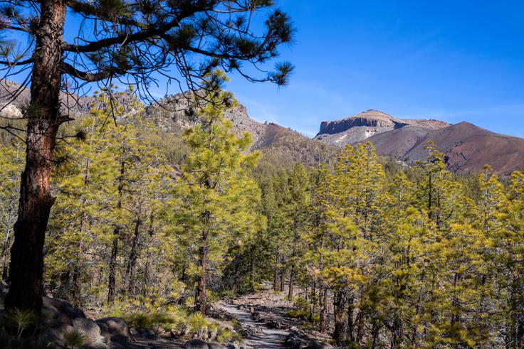 Pot med visokimi borovci in s pogledom na več kot 2.500 metrov visoko Guajaro je res nekaj posebnega. | Foto: Matej Podgoršek