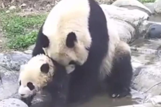 panda