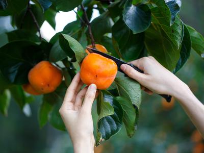 Odpoklic kakija vrste Persimon