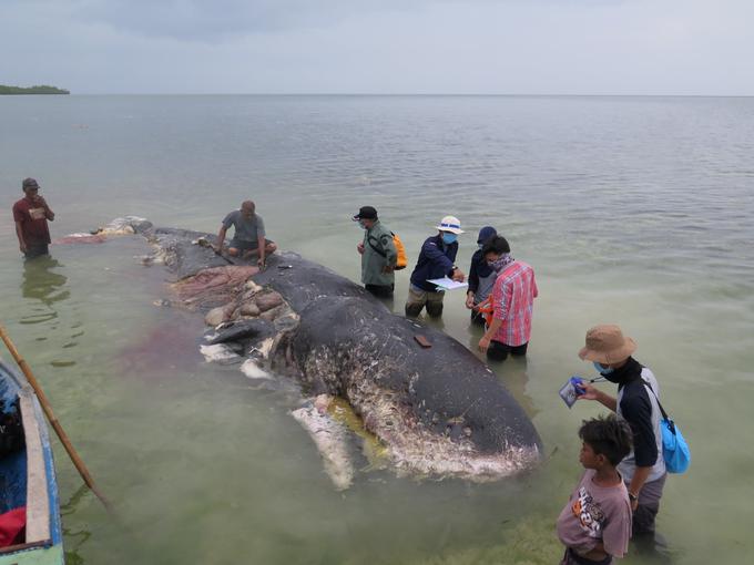 Velika težava je prezgodnje umiranje kitov, ki jih na obalo naplavi s polnimi trebuhi plastike. Običajno umrejo zaradi sestradanosti.  | Foto: Reuters