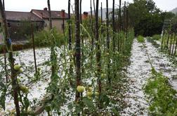 Toča na Krasu uničila vinograde in vrtove #foto #video