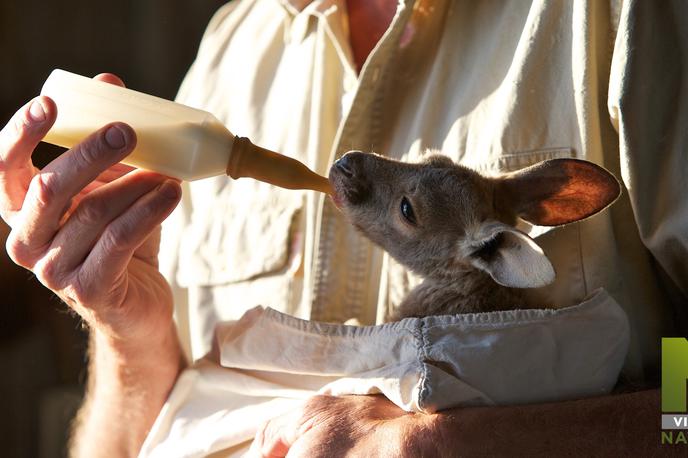September na Viasat Nature | Dokumentarna serija Kenguru Dundee je polna prisrčnih, presenetljivih, srce parajočih in navdihujočih zgodb o posameznih kengurujih. | Foto BBC Studios
