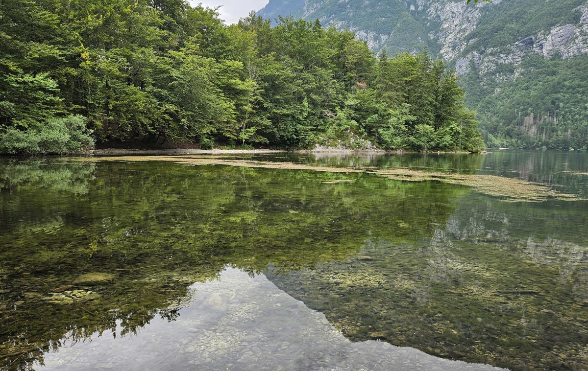 Bohinjsko jezero | Po navedbah uprave so se pri psički klinični znaki, ki so nakazovali na zastrupitev, pojavili eno uro po prihodu ob jezero. | Foto STA