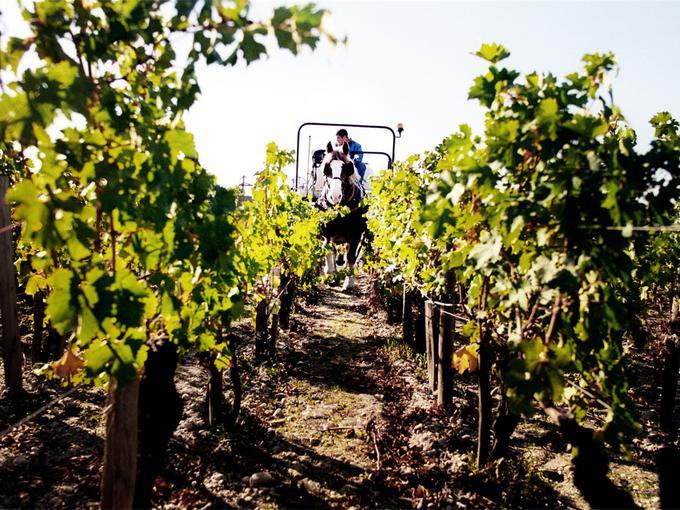 Pontet Canet | Foto: Pontet Canet