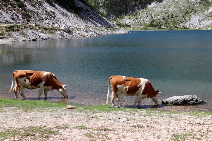 Do jezera se rade sprehodijo tudi krave z bližnje planine. | Foto: Matej Podgoršek