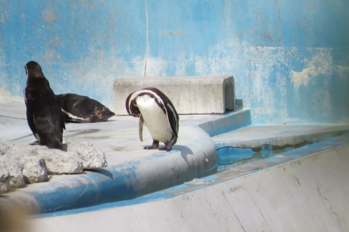 Življenjski prostor skupine Humboldtovih pingvinov je bil dotrajan že takrat, ko je akvarij še obratoval, zdaj, ko zanj ne skrbi nihče več, pa je stanje že kritično, opozarja japonska organizacija za zaščito pravic živali, ki je na skrivaj tudi posnela tole fotografijo pingvinov.  | Foto: ARCJ