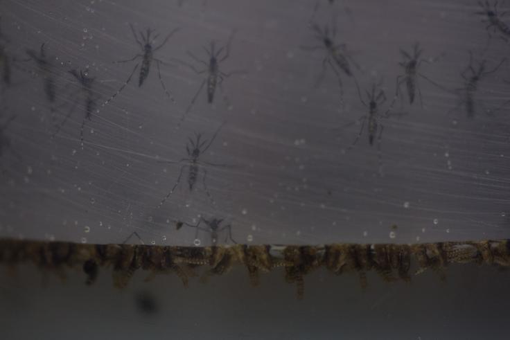 Z virusom zika se je okužil že poldrugi milijon Brazilcev. | Foto: 