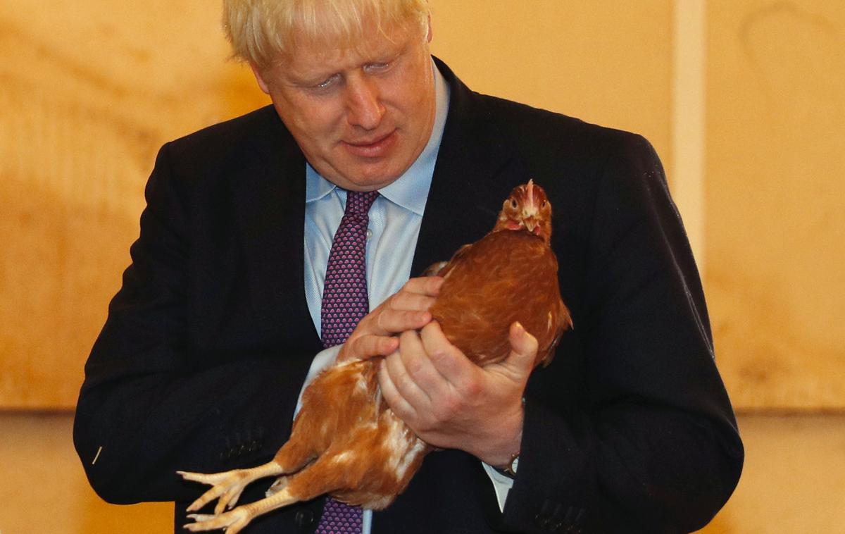 Boris Johnson | Boris Johnson med torkovim obiskom na perutninski farmi blizu Newporta v Walesu | Foto Reuters