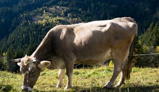 Ker je živali manjkala ušesna znamka, mora Slovenija vrniti skoraj milijon evrov