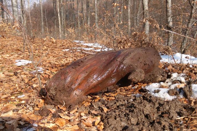 Več kot 6.500 let stara jelka, ki so jo med obnovo kala našli v Čadrgu. | Foto Javni zavod Triglavski narodni park (TNP)