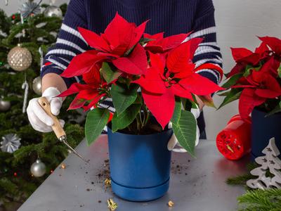 Kako božično zvezdo ohraniti lepo in zdravo?