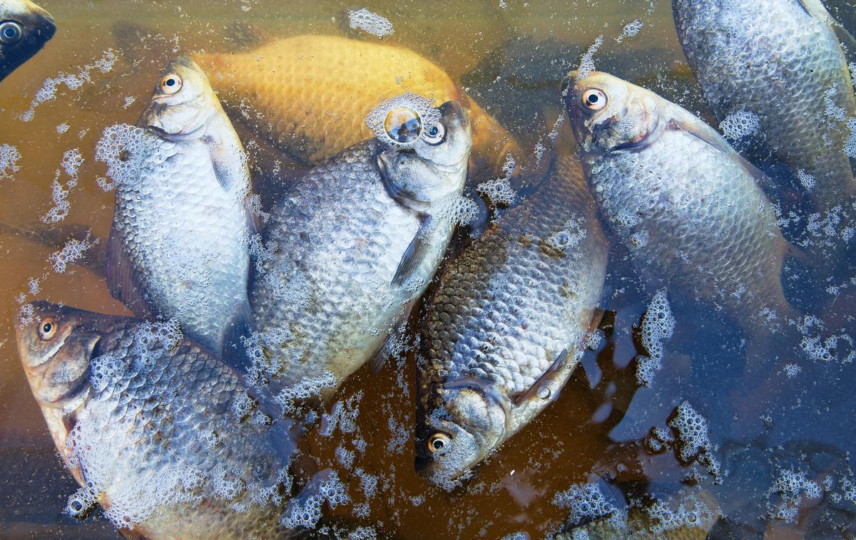 Pogin rib | Zaradi izbruha virusa je zdaj prepovedano premikanje živih rib iz ali v ribnik, lastnik pa mora na vhodu namestiti razkuževalno bariero. | Foto Shutterstock