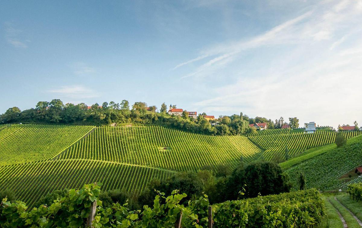 Tement | Foto Weingut Tement