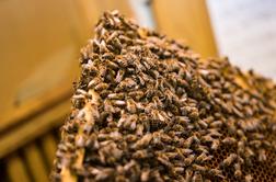 Težko leto za slovenske čebelarje, Pivčeva na pomoč