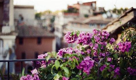 Poživimo balkone in okenske police s cvetjem