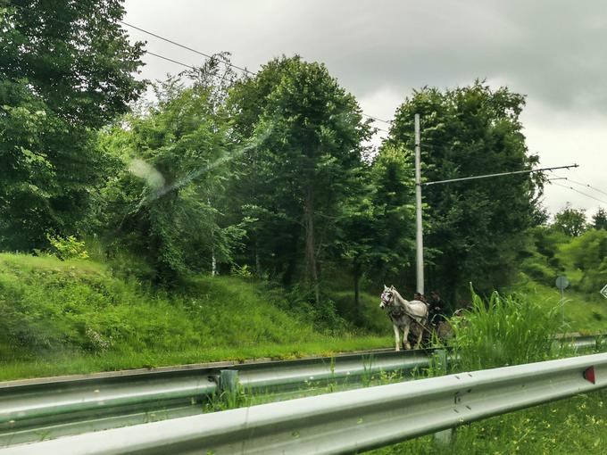 Tudi na hitri dvopasovni cesti, kjer je omejitev 100 kilometrov na uro, se vozijo konjske vprege. | Foto: Gašper Pirman