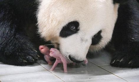 Skotili sta se prvi dvojčici orjaškega pande v državi #video