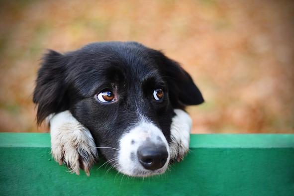 Znaki, da vaš ljubljenček potrebuje veterinarsko pomoč