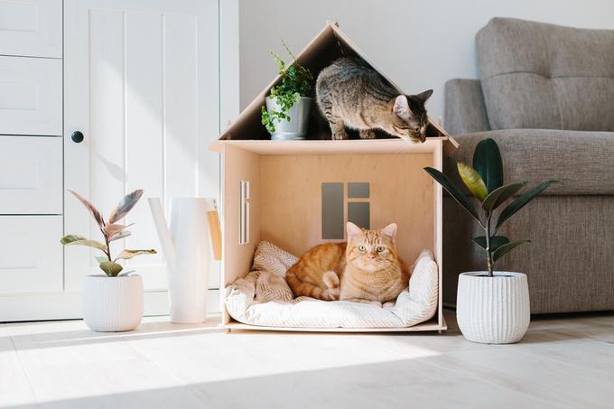 maček mačka muca hišni ljubljenčki | Foto: Shutterstock