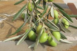 EU ostro nad napovedano ameriško zvišanje carin na olive