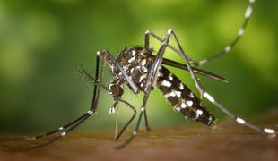 Zaradi visokih temperatur vse več komarjev, ki prenašajo viruse