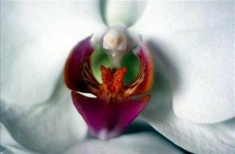Gojenje orhidej