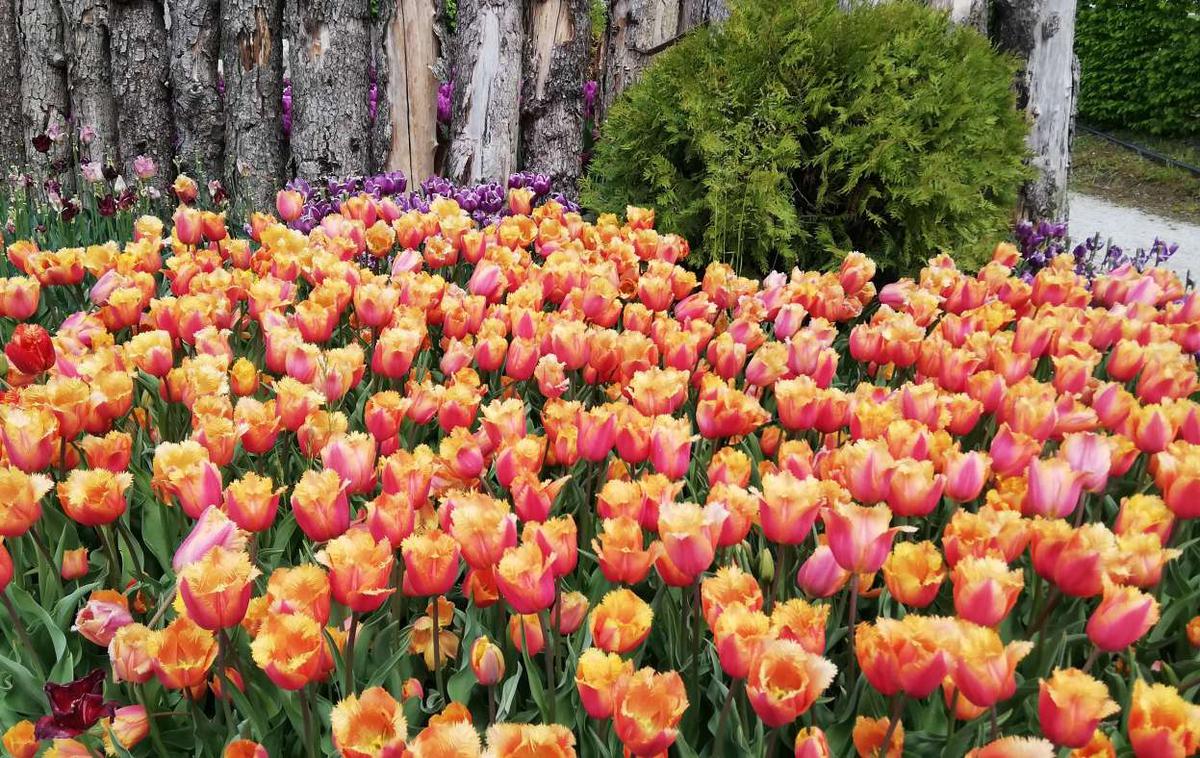 Tulipani | Obiskovalci bodo tudi letos lahko glasovali za mistra tulipanov.  | Foto STA