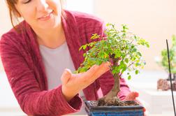 Kako pravilno poskrbeti za majhen in hkrati mogočen bonsaj?