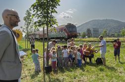 Sončnice ob progah tudi v Bohinju, Celju in Laškem