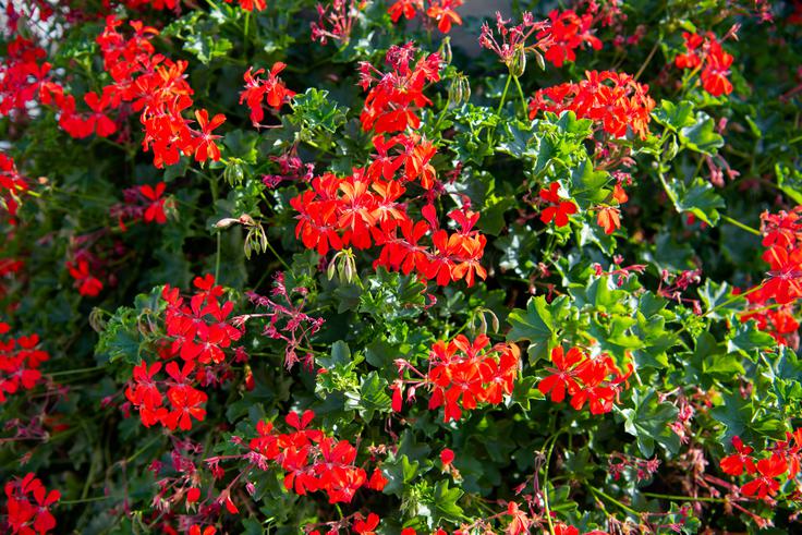 pelargonije | Foto: Shutterstock